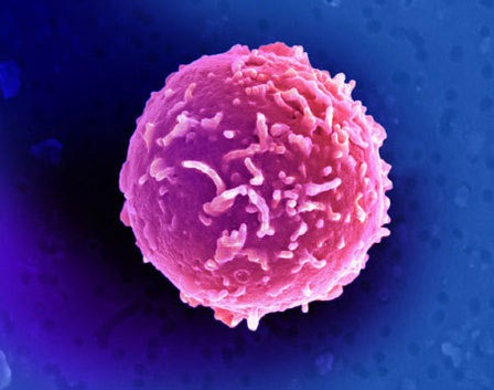 CD34_Stem_Cell_Main-web_Main