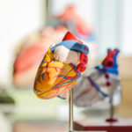Anatomical heart model
