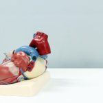 heart organ featured