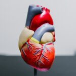 heart model featured
